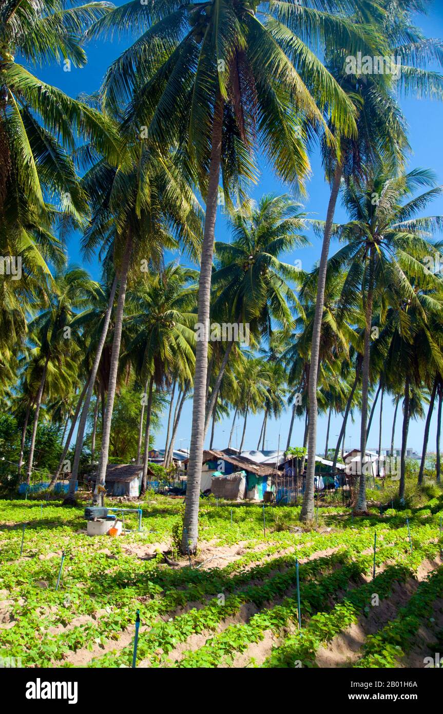 Thailand: Kokospalmen und Gemüsefelder, hat Wa Kaw, Provinz Prachuap Khiri Khan. Die Kokospalme, auch Cocos nucifera genannt, wird nicht nur wegen ihrer Schönheit, sondern auch als lukrative Ernte geschätzt. Es wird in der gesamten Südsee und im Indischen Ozean angebaut und bietet Essen, Getränke, Unterkünfte, Transport, Treibstoff, Medizin und sogar Kleidung für Millionen von Menschen. Die Kokospalme lebt etwa 60 Jahre und produziert jährlich rund 70-80 Nüsse. Die Bäume sind manchmal 40-50 Meter (130-160 Fuß) hoch. Stockfoto