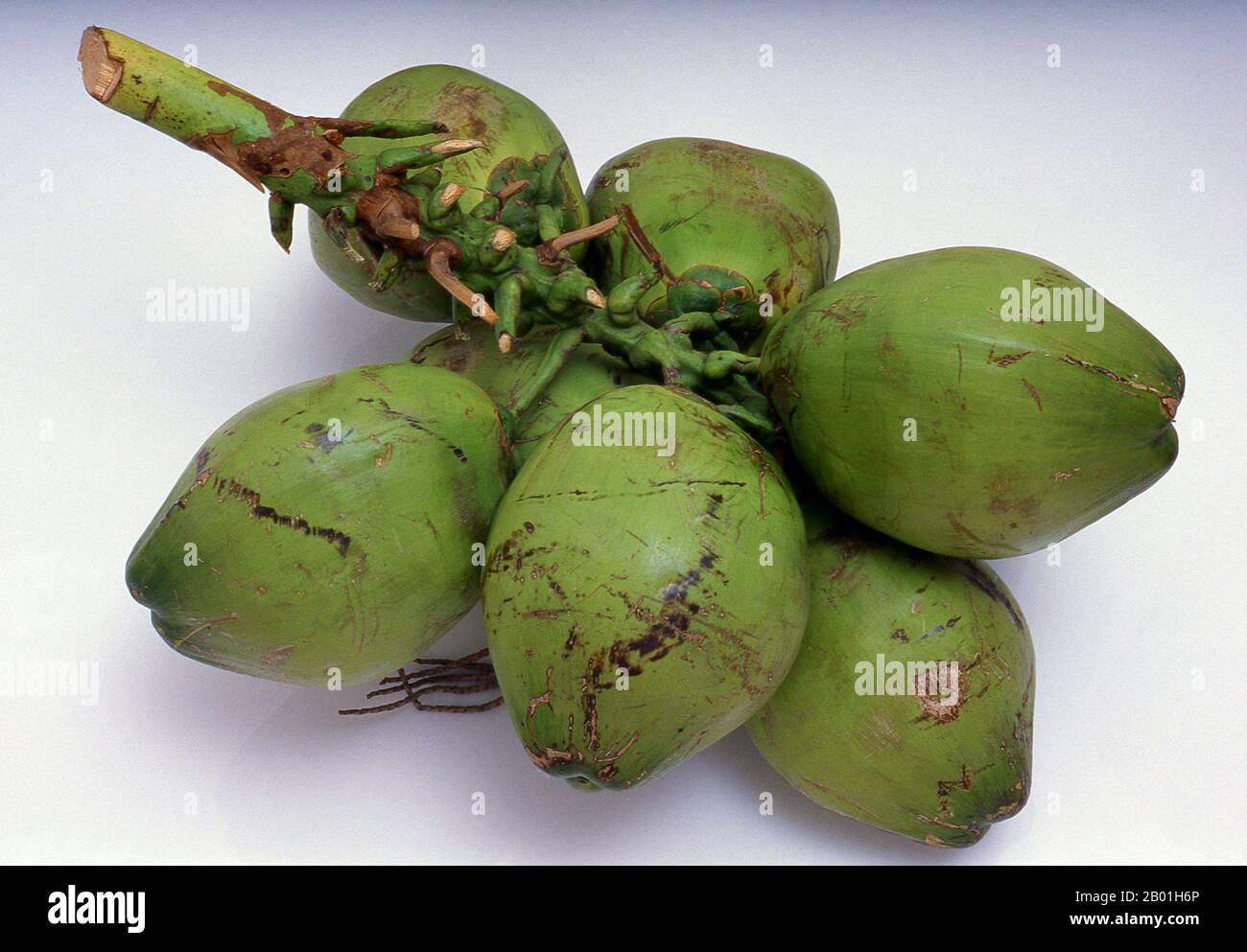Thailand: Gereifte Kokosnüsse, Küste der Andamanensee. Die Kokospalme, auch Cocos nucifera genannt, wird nicht nur wegen ihrer Schönheit, sondern auch als lukrative Ernte geschätzt. Es wird in der gesamten Südsee und im Indischen Ozean angebaut und bietet Essen, Getränke, Unterkünfte, Transport, Treibstoff, Medizin und sogar Kleidung für Millionen von Menschen. Die Kokospalme lebt etwa 60 Jahre und produziert jährlich rund 70-80 Nüsse. Die Bäume sind manchmal 40-50 Meter (130-160 Fuß) hoch. Stockfoto