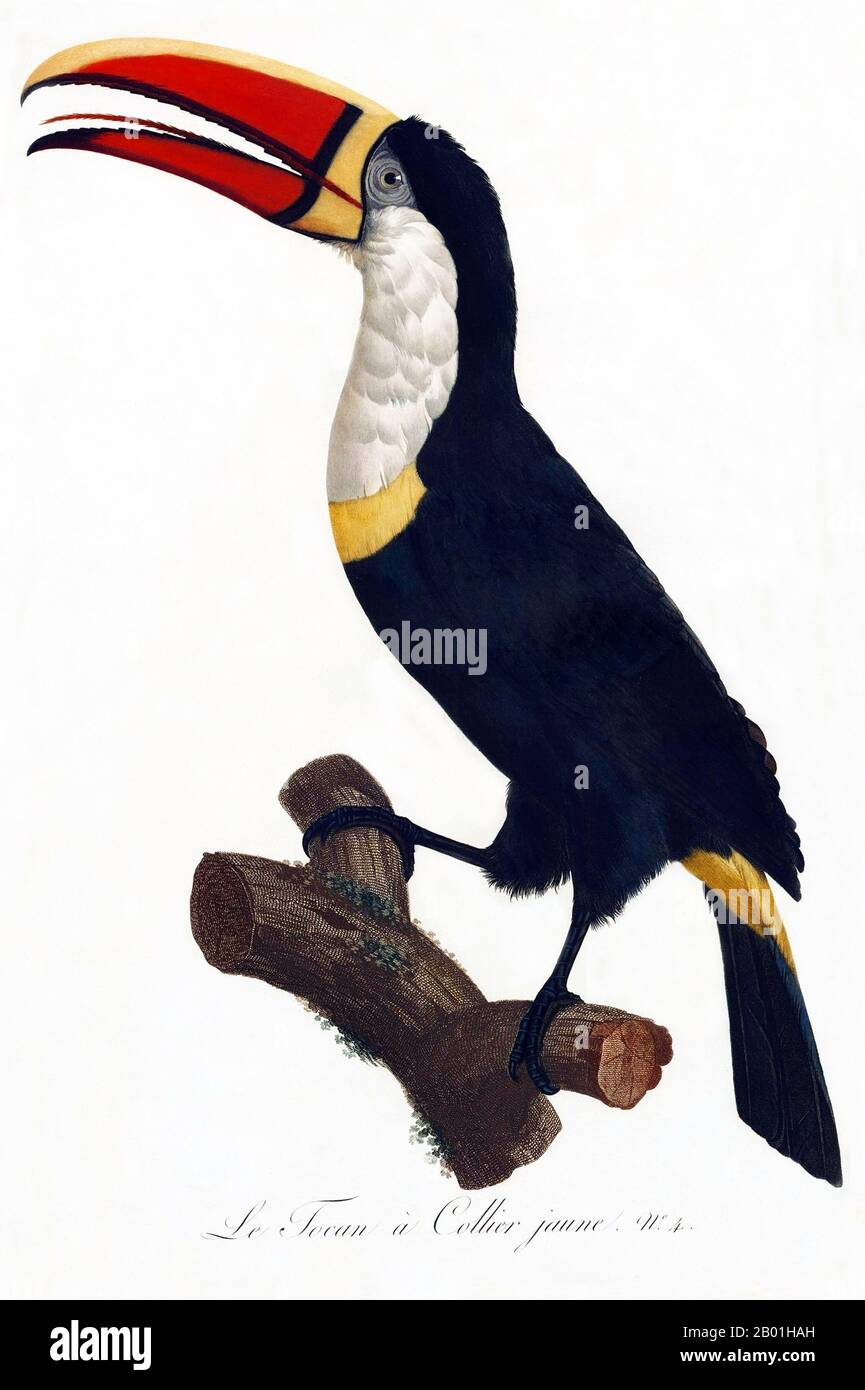 Süd- Und Mittelamerika: Gelbkehlkopf-Toucan. Gemälde aus der „Naturgeschichte der Paradiesvögel und Walzen, Toucans und Barbus“ von Jacques Barraband (1767-1809), 1806. Der Gelbkehltukan ist ein fast passeriner Vogel aus der Tukanfamilie, der von Honduras bis nach Peru gefunden wird. Der Tukan ist ein farbenfroher, geselliger Waldvogel, der von Mexiko bis Argentinien gefunden wird und für seinen riesigen und farbenfrohen Schein bekannt ist. In Mittel- und Südamerika wird der Toucan mit bösen Geistern in Verbindung gebracht und kann die Inkarnation eines Dämons sein. Aber der Toucan kann auch ein Stammestotem sein. Stockfoto
