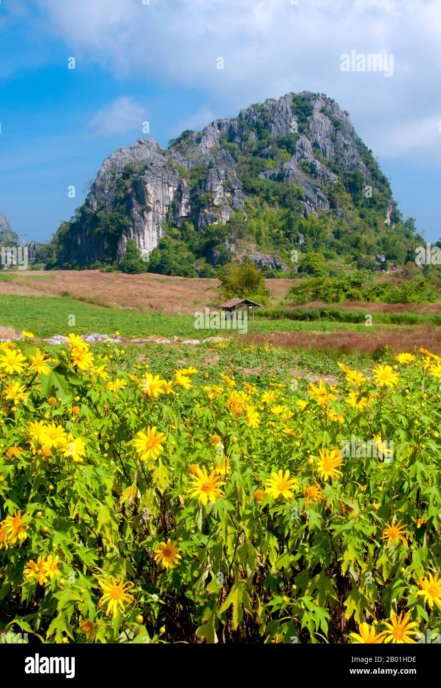 Thailand: DOK Bua Tong (mexikanische Sonnenblumen) in der Nähe von Suan hin Pha Ngam, Provinz Loei. Die Provinz Loei (Thai: เลย) befindet sich im oberen Nordosten Thailands. Die benachbarten Provinzen sind (von Osten nach rechts) Nong Khai, Udon Thani, Nongbua Lamphu, Khon Kaen, Phetchabun, Phitsanulok. Im Norden grenzt sie an die Provinzen Xaignabouli und Vientiane in Laos. Die Provinz ist von niedrigen Bergen bedeckt, während die Hauptstadt Loei in einem fruchtbaren Becken liegt. Der Fluss Loei, der durch die Provinz fließt, ist ein Nebenfluss des Mekong. Stockfoto