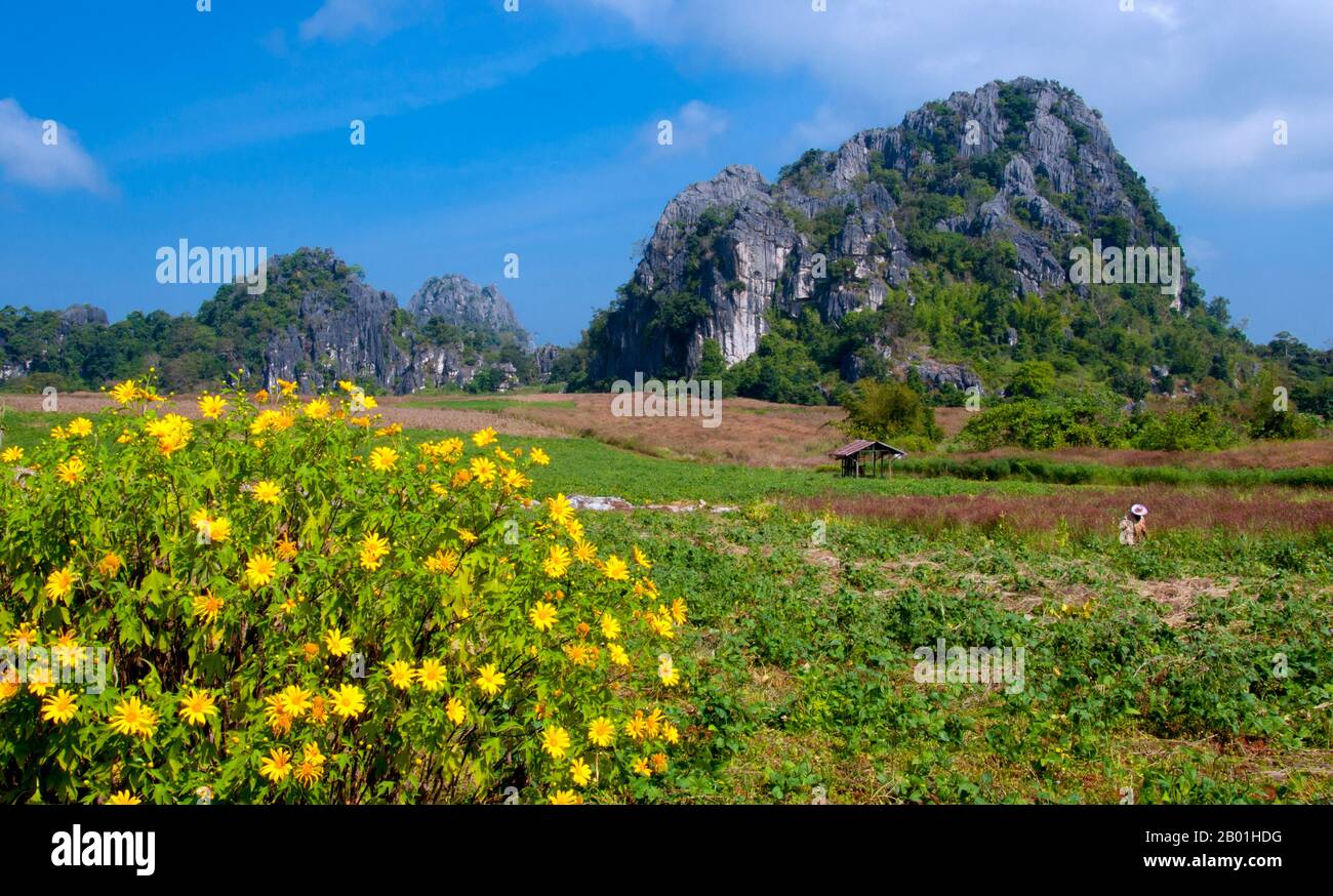Thailand: DOK Bua Tong (mexikanische Sonnenblumen) in der Nähe von Suan hin Pha Ngam, Provinz Loei. Die Provinz Loei (Thai: เลย) befindet sich im oberen Nordosten Thailands. Die benachbarten Provinzen sind (von Osten nach rechts) Nong Khai, Udon Thani, Nongbua Lamphu, Khon Kaen, Phetchabun, Phitsanulok. Im Norden grenzt sie an die Provinzen Xaignabouli und Vientiane in Laos. Die Provinz ist von niedrigen Bergen bedeckt, während die Hauptstadt Loei in einem fruchtbaren Becken liegt. Der Fluss Loei, der durch die Provinz fließt, ist ein Nebenfluss des Mekong. Stockfoto