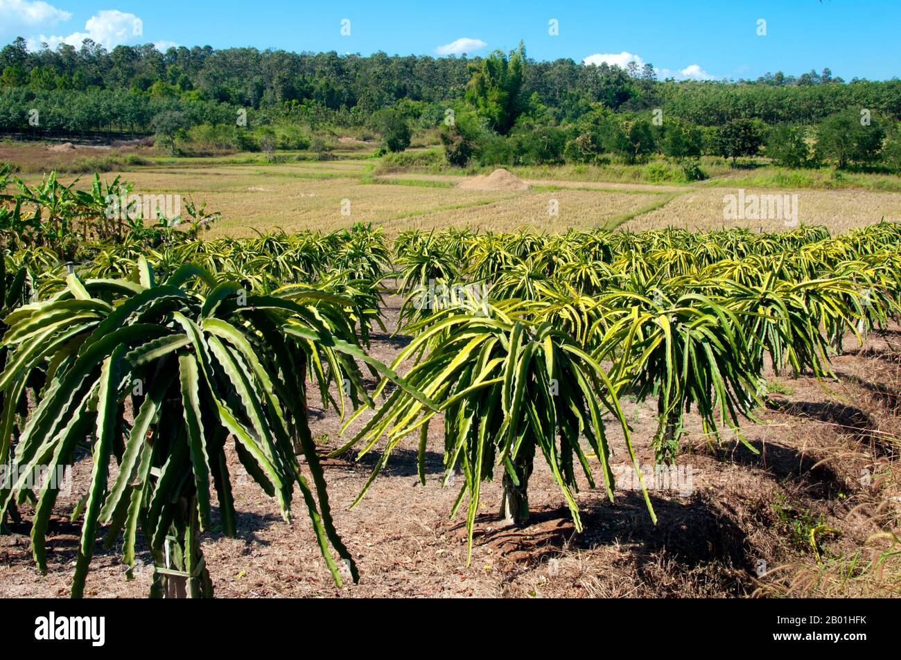 Thailand: Aloe Vera Plantation, Provinz Loei. Die Provinz Loei (Thai: เลย) befindet sich im oberen Nordosten Thailands. Die benachbarten Provinzen sind (von Osten nach rechts) Nong Khai, Udon Thani, Nongbua Lamphu, Khon Kaen, Phetchabun, Phitsanulok. Im Norden grenzt sie an die Provinzen Xaignabouli und Vientiane in Laos. Die Provinz ist von niedrigen Bergen bedeckt, während die Hauptstadt Loei in einem fruchtbaren Becken liegt. Der Fluss Loei, der durch die Provinz fließt, ist ein Nebenfluss des Mekong, der zusammen mit dem kleineren Fluss Hueang die nördliche Grenze der Provinz mit dem benachbarten Laos bildet. Stockfoto