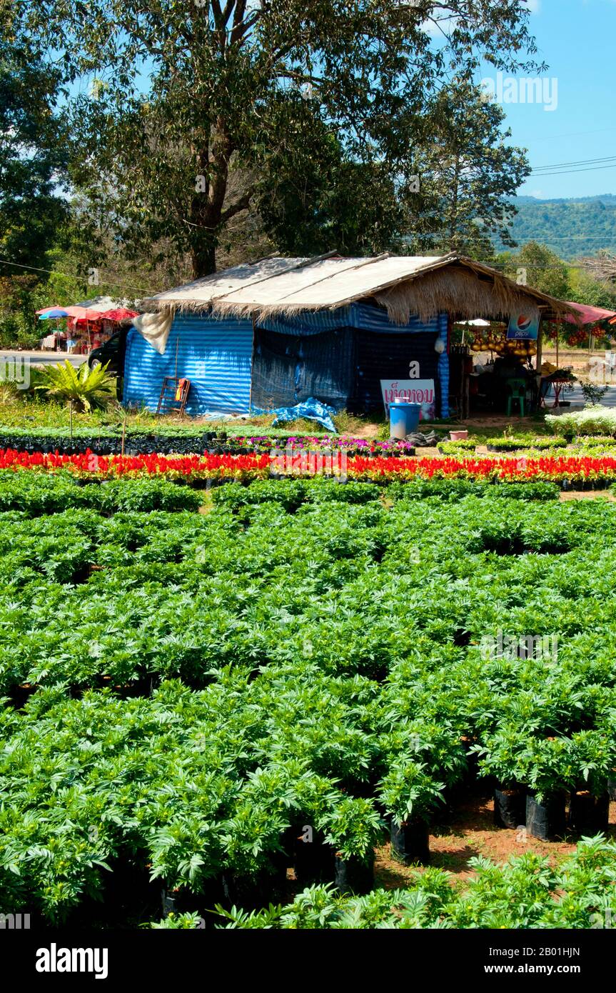 Thailand: Ban Nong Bong Cold Climate Flowers Market, Phu Ruea, Provinz Loei. Die Provinz Loei befindet sich im oberen Nordosten Thailands. Die benachbarten Provinzen sind (von Osten nach rechts) Nong Khai, Udon Thani, Nongbua Lamphu, Khon Kaen, Phetchabun, Phitsanulok. Im Norden grenzt sie an die Provinzen Xaignabouli und Vientiane in Laos. Die Provinz ist von niedrigen Bergen bedeckt, während die Hauptstadt Loei in einem fruchtbaren Becken liegt. Der Fluss Loei, der durch die Provinz fließt, ist ein Nebenfluss des Mekong, der zusammen mit dem kleineren Fluss Hueang die nördliche Grenze der Provinz bildet. Stockfoto