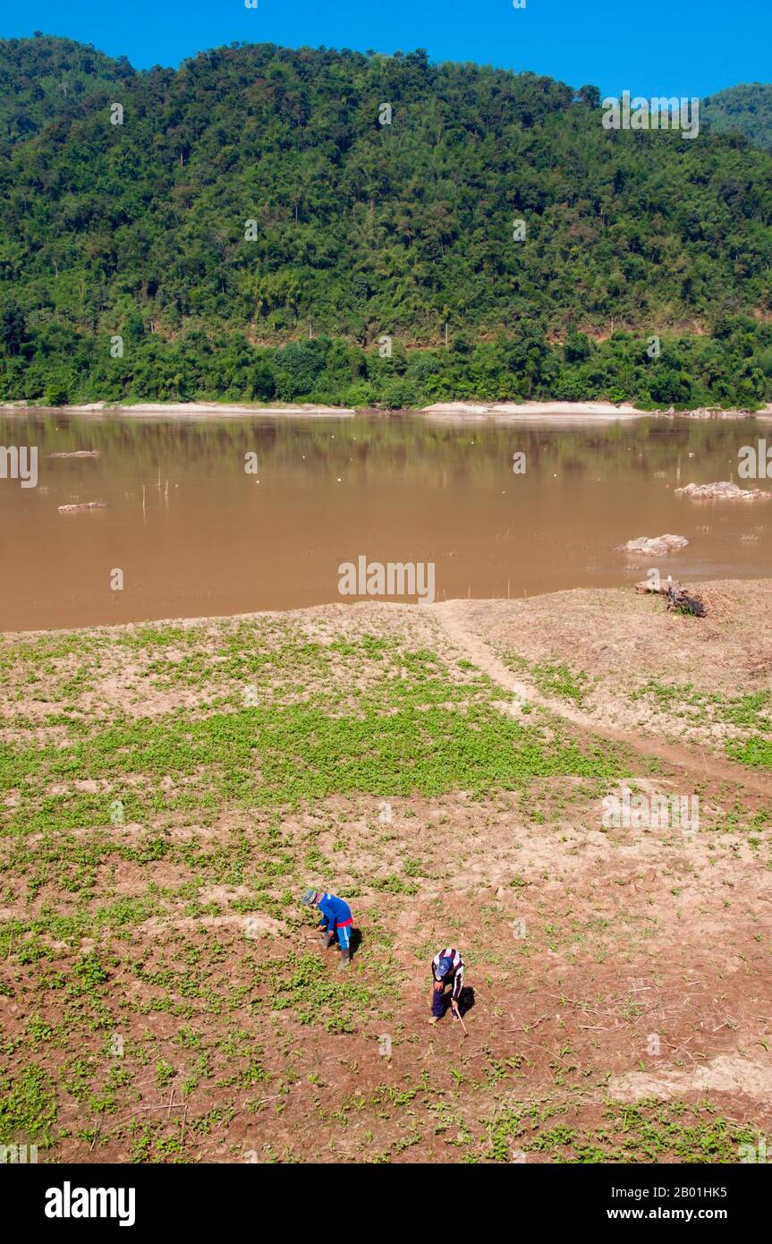 Thailand: Bauern, die auf Feldern am Mekong in der Provinz Loei arbeiten. Die Provinz Loei befindet sich im oberen Nordosten Thailands. Die benachbarten Provinzen sind (von Osten nach rechts) Nong Khai, Udon Thani, Nongbua Lamphu, Khon Kaen, Phetchabun, Phitsanulok. Im Norden grenzt sie an die Provinzen Xaignabouli und Vientiane in Laos. Die Provinz ist von niedrigen Bergen bedeckt, während die Hauptstadt Loei in einem fruchtbaren Becken liegt. Der Fluss Loei, der durch die Provinz fließt, ist ein Nebenfluss des Mekong, der zusammen mit dem kleineren Fluss Hueang die nördliche Grenze der Provinz bildet. Stockfoto