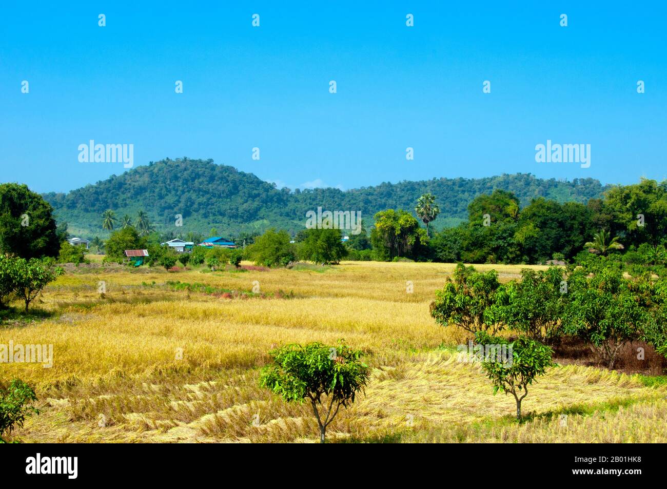 Thailand: Reisernte auf Feldern in der Nähe des Mekong, Provinz Loei. Die Provinz Loei befindet sich im oberen Nordosten Thailands. Die benachbarten Provinzen sind (von Osten nach rechts) Nong Khai, Udon Thani, Nongbua Lamphu, Khon Kaen, Phetchabun, Phitsanulok. Im Norden grenzt sie an die Provinzen Xaignabouli und Vientiane in Laos. Die Provinz ist von niedrigen Bergen bedeckt, während die Hauptstadt Loei in einem fruchtbaren Becken liegt. Der Fluss Loei, der durch die Provinz fließt, ist ein Nebenfluss des Mekong, der zusammen mit dem kleineren Fluss Hueang die nördliche Grenze der Provinz bildet. Stockfoto