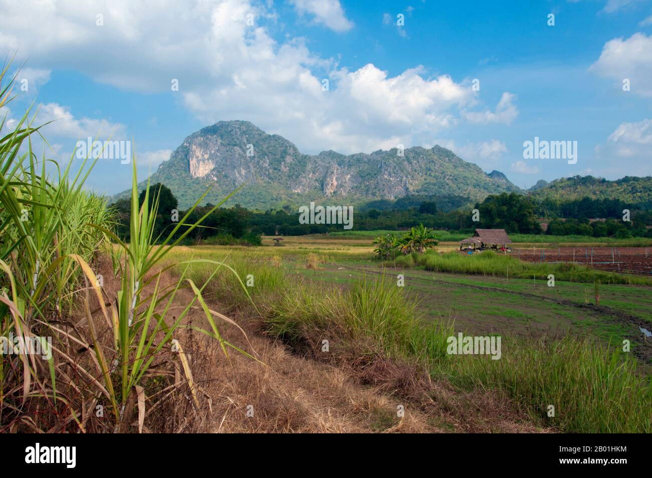 Thailand: Zum Anpflanzen bereite Felder im Kuan Pha Lom-Nationalpark, Provinz Loei. Die Provinz Loei befindet sich im oberen Nordosten Thailands. Die benachbarten Provinzen sind (von Osten nach rechts) Nong Khai, Udon Thani, Nongbua Lamphu, Khon Kaen, Phetchabun, Phitsanulok. Im Norden grenzt sie an die Provinzen Xaignabouli und Vientiane in Laos. Die Provinz ist von niedrigen Bergen bedeckt, während die Hauptstadt Loei in einem fruchtbaren Becken liegt. Der Fluss Loei, der durch die Provinz fließt, ist ein Nebenfluss des Mekong, der zusammen mit dem kleineren Fluss Hueang die nördliche Provinzgrenze bildet. Stockfoto