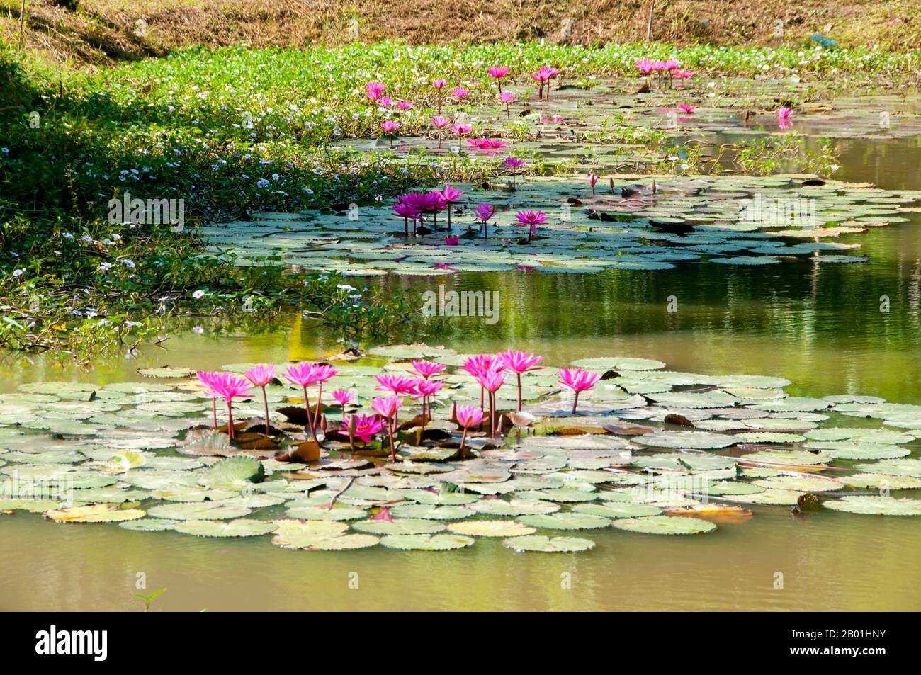 Thailand: Ein mit Lotus gefüllter Teich bei Ban hat Bia am Mekong, Provinz Loei. Die Provinz Loei befindet sich im oberen Nordosten Thailands. Die benachbarten Provinzen sind (von Osten nach rechts) Nong Khai, Udon Thani, Nongbua Lamphu, Khon Kaen, Phetchabun, Phitsanulok. Im Norden grenzt sie an die Provinzen Xaignabouli und Vientiane in Laos. Die Provinz ist von niedrigen Bergen bedeckt, während die Hauptstadt Loei in einem fruchtbaren Becken liegt. Der Fluss Loei, der durch die Provinz fließt, ist ein Nebenfluss des Mekong, der zusammen mit dem kleineren Fluss Hueang die nördliche Grenze der Provinz bildet. Stockfoto
