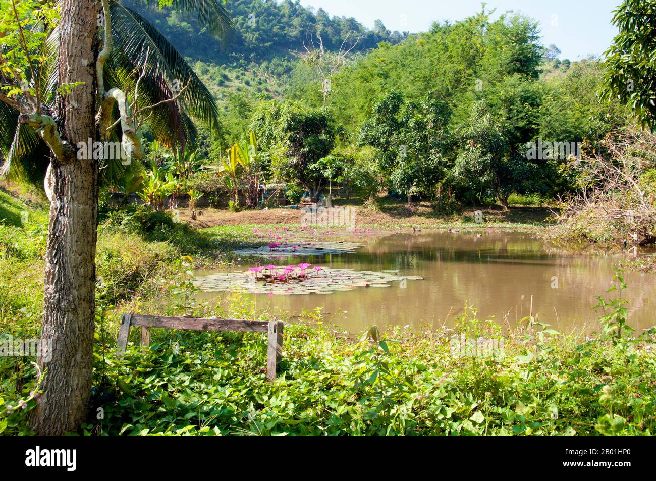 Thailand: Ein mit Lotus gefüllter Teich bei Ban hat Bia am Mekong, Provinz Loei. Die Provinz Loei befindet sich im oberen Nordosten Thailands. Die benachbarten Provinzen sind (von Osten nach rechts) Nong Khai, Udon Thani, Nongbua Lamphu, Khon Kaen, Phetchabun, Phitsanulok. Im Norden grenzt sie an die Provinzen Xaignabouli und Vientiane in Laos. Die Provinz ist von niedrigen Bergen bedeckt, während die Hauptstadt Loei in einem fruchtbaren Becken liegt. Der Fluss Loei, der durch die Provinz fließt, ist ein Nebenfluss des Mekong, der zusammen mit dem kleineren Fluss Hueang die nördliche Grenze der Provinz bildet. Stockfoto