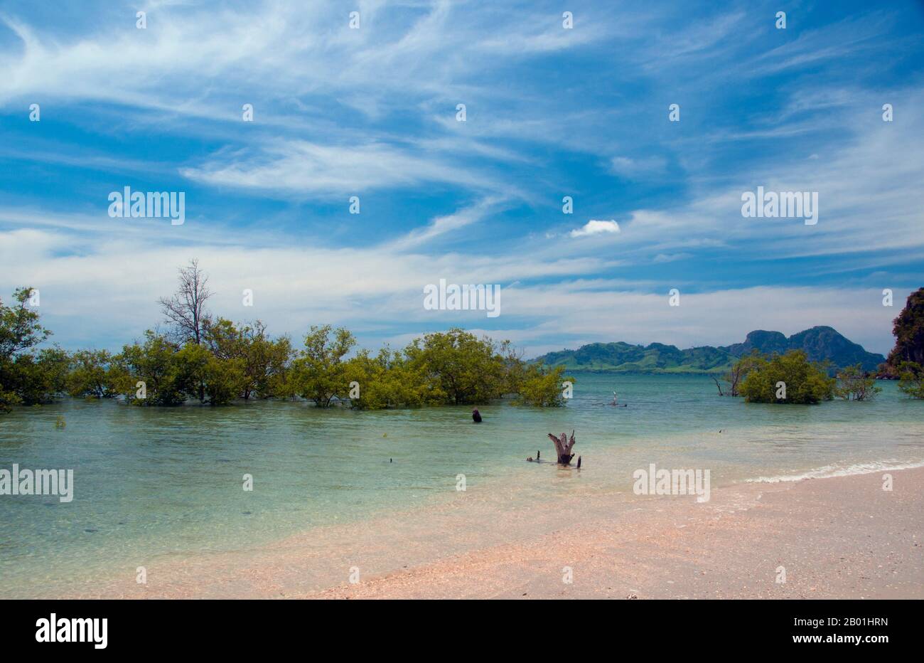 Thailand: Mangroven, Hat Chao Mai National Park, Provinz Trang. Die abwechslungsreiche Küstenlandschaft des hat Chao Mai Nationalparks umfasst Mangrovenbäche, Küstenkarste und versteckte Strände, die durch Höhlen erreicht werden. Einige der zahlreichen vor der Küste gelegenen Inseln von Trang sind unter Parkschutz, darunter Ko Kradan, Ko Cheuk und Ko Muk. Seltene Dugongs können manchmal in den flachen Gewässern und Seegraswiesen zwischen dem Festland und den Inseln gesichtet werden; andere Säugetiere sind Seeotter und Delfine auf See sowie Langlänzer, Makaken, Pfannengolin und Wildschweine an Land. Stockfoto