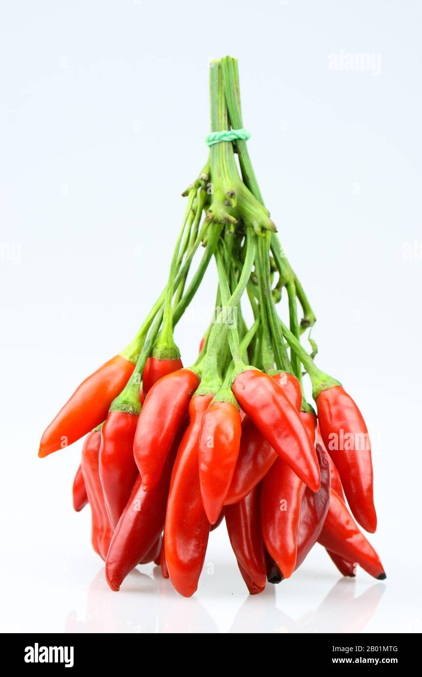 Chilis aus rotem Bündel Stockfoto