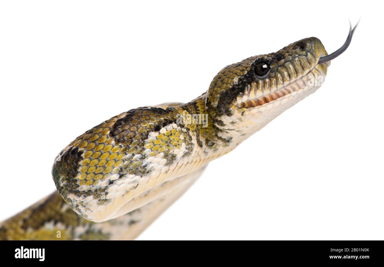 Nahaufnahme von Boa Manditra, Sanzinia madagascariensis, 2 Jahre alt, vor weißem Hintergrund Stockfoto