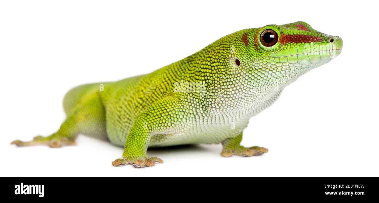 Madagassa Tagecko, Phelsuma madagascariensis grandis, 1 Jahr alt, vor weißem Hintergrund Stockfoto