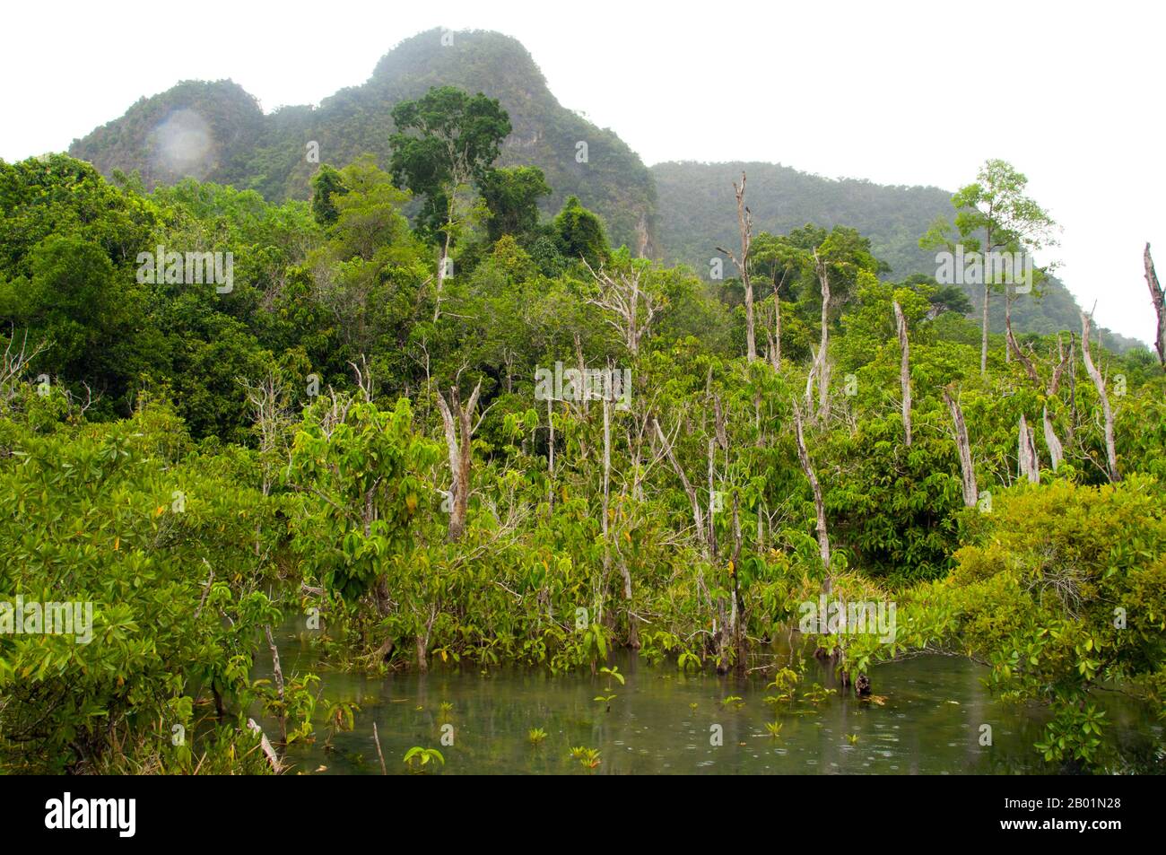 Thailand: Mangroven im Tha Pom Sumpf und Wald, Krabi Küste. Tha Pom (vollständiger Name auf Thai ist Pa Phru Tha Pom Khlong Song Nam) ist ein Torfsumpf und Wald, der hauptsächlich von einem Becken namens Chong Phra Kaew entlang einer natürlichen Wasserstraße verläuft. Die Einheimischen nennen diesen Wasserweg Khlong Song Nam oder „zwei Arten von Wasserkanälen“, weil klares Süßwasser bei Flut auf Meerwasser trifft und sich mit Meerwasser verschmelzt, was zu einer natürlichen Umgebung führt, in der sich Lumphi-Palmen (Eleiodoxa conferta) treffen und mit Mangrovenwäldern vermischen. Stockfoto