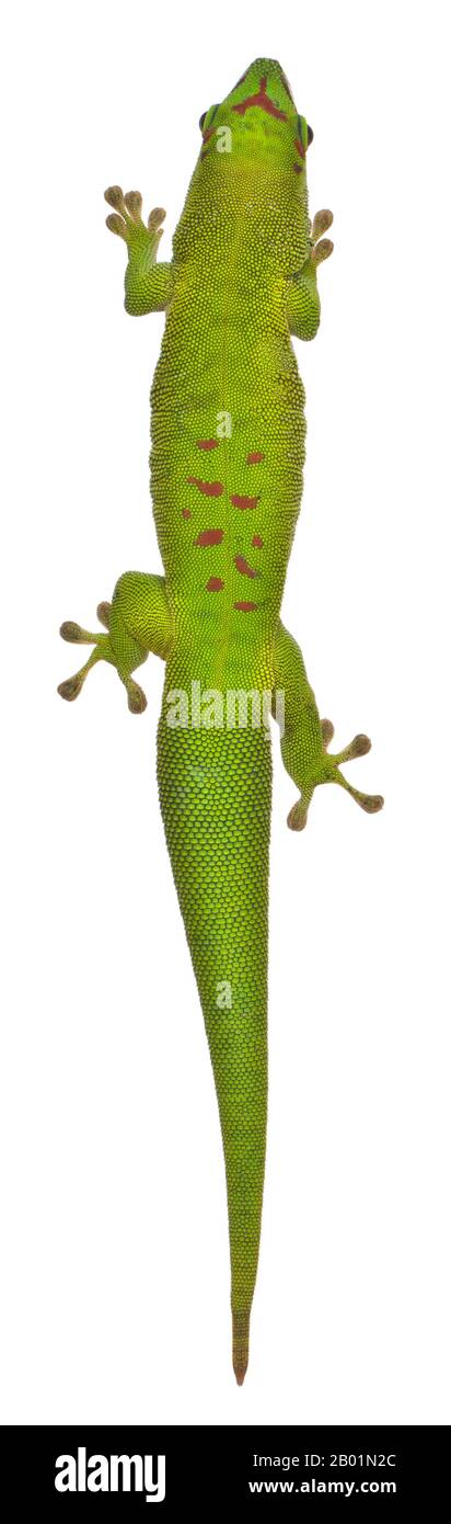 Hochwinkelansicht des 1-jährigen madagassischen Tageckos Phelsuma madagascariensis grandis vor weißem Hintergrund Stockfoto
