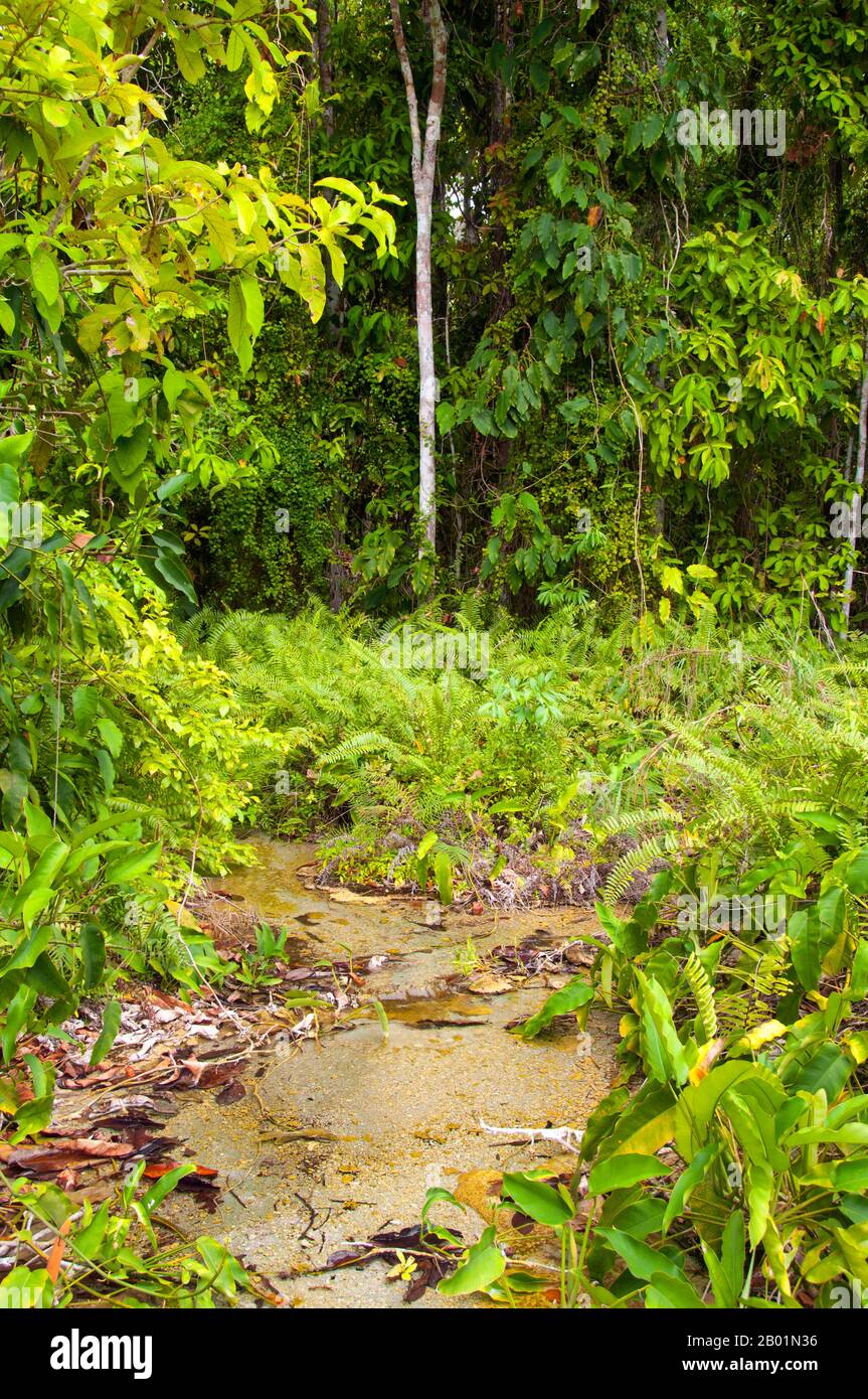 Thailand: Tung Tieo Forest Trail, Khao Pra - Bang Khram Wildlife Sanctuary, Provinz Krabi. Das Khao Pra - Bang Khram Wildlife Sanctuary liegt südöstlich von Krabi Town 18 km östlich der kleinen Stadt Khlong Thom. Das bei Vogelbeobachtern beliebte Schutzgebiet ist die Heimat der seltenen Gurney’s Pitta, einer bedrohten Art, die einst als ausgestorben galt, aber in sehr geringer Zahl sowohl hier als auch über die Grenze in abgelegenen Teilen Südmyanmars (Burma) wiederentdeckt wurde. Stockfoto