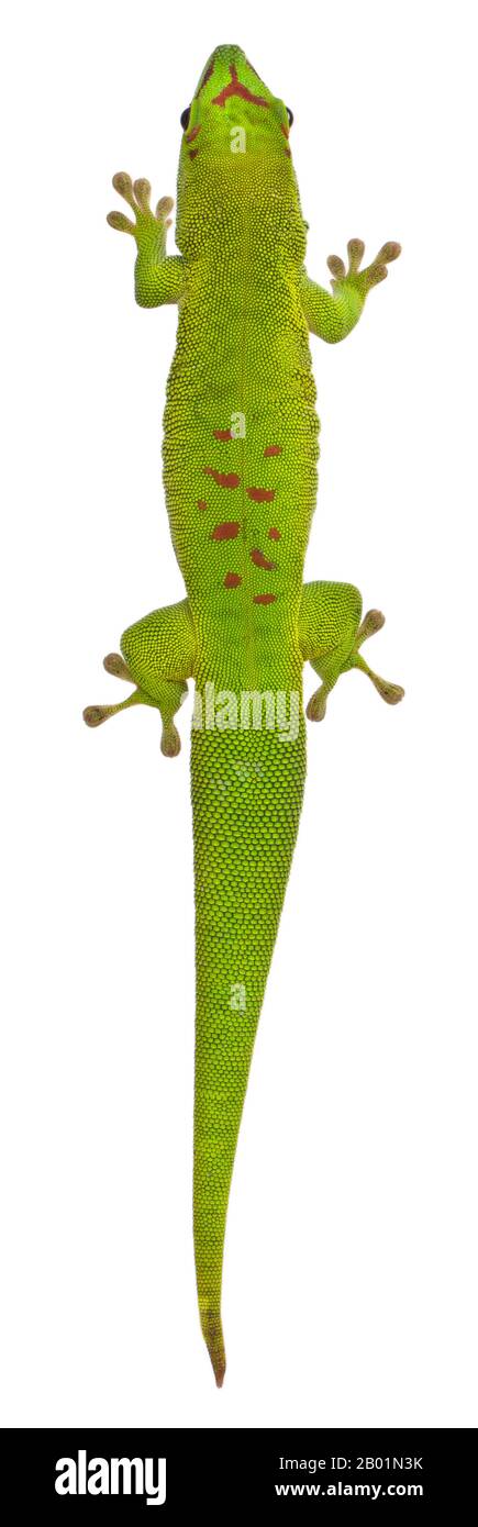 Hochwinkelansicht des 1-jährigen madagassischen Tageckos Phelsuma madagascariensis grandis vor weißem Hintergrund Stockfoto