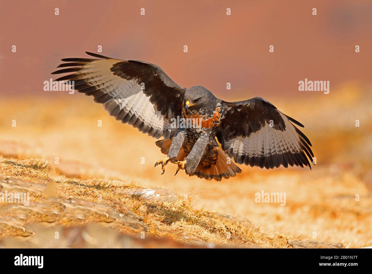 Jackal Buzzard, Augur Buzzard (Buteo rufofuscus), Landing, Südafrika, Giants Castle Game Reserve Stockfoto