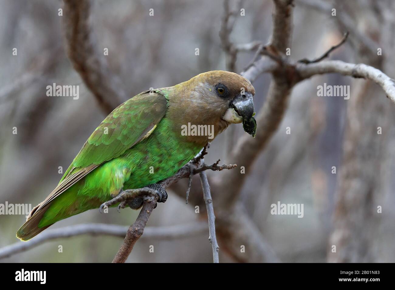 Braunköpfiger Papagei (Poicephalus cryptoxanthus), der sich an Früchten auf einem Baum ernährt, Südafrika, Krueger-Nationalpark Stockfoto