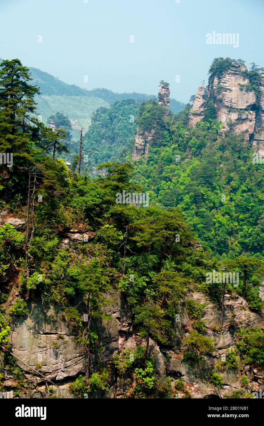 China: Quarzit-Sandsteinsäulen und Gipfel, Wulingyuan Scenic Area (Zhangjiajie), Provinz Hunan. Das Wulingyuan Scenic Reserve ist ein landschaftlich interessantes Gebiet in der Provinz Hunan. Er ist bekannt für seine etwa 3.100 hohen Quarzitsandsteinsäulen, von denen einige über 800 Meter (2.600 ft) hoch sind und eine Art Karstformation sind. 1992 wurde es zum UNESCO-Weltkulturerbe erklärt. Stockfoto