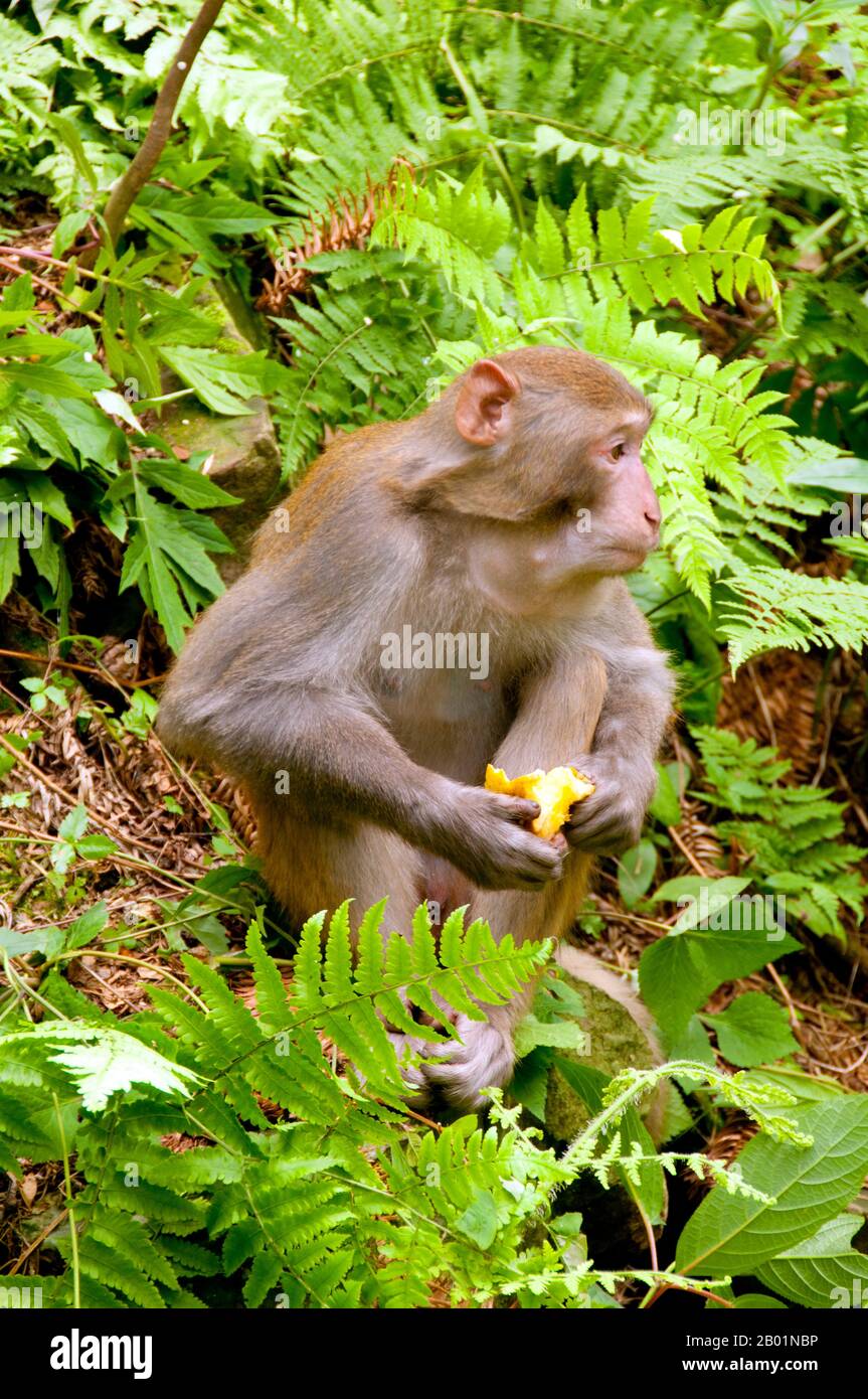 China: Rhesusaffen (Macaca mulatta), Wulingyuan Scenic Area (Zhangjiajie), Provinz Hunan. Der Rhesusaffen (Macaca mulatta), auch Rhesusaffen genannt, ist braun oder grau und hat ein rosafarbenes Gesicht, das ohne Fell ist. Sein Schwanz ist von mittlerer Länge und liegt im Durchschnitt zwischen 20,7 und 22,9 cm (8,1 und 9,0 Zoll). Erwachsene Männer sind durchschnittlich etwa 53 cm groß und wiegen etwa 7,7 kg. Die Weibchen sind kleiner und haben eine durchschnittliche Länge von 47 cm und ein Gewicht von 5,3 kg. Sie ist in der Roten Liste der bedrohten Arten der IUCN als am wenigsten besorgniserregend aufgeführt. Stockfoto