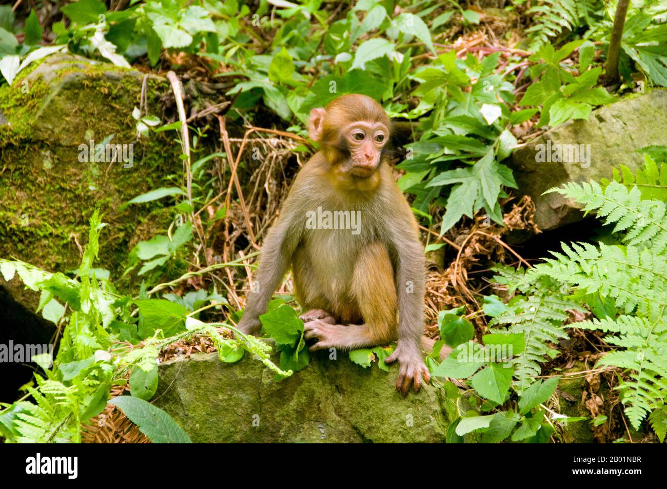 China: Rhesusaffen (Macaca mulatta), Wulingyuan Scenic Area (Zhangjiajie), Provinz Hunan. Der Rhesusaffen (Macaca mulatta), auch Rhesusaffen genannt, ist braun oder grau und hat ein rosafarbenes Gesicht, das ohne Fell ist. Sein Schwanz ist von mittlerer Länge und liegt im Durchschnitt zwischen 20,7 und 22,9 cm (8,1 und 9,0 Zoll). Erwachsene Männer sind durchschnittlich etwa 53 cm groß und wiegen etwa 7,7 kg. Die Weibchen sind kleiner und haben eine durchschnittliche Länge von 47 cm und ein Gewicht von 5,3 kg. Sie ist in der Roten Liste der bedrohten Arten der IUCN als am wenigsten besorgniserregend aufgeführt. Stockfoto