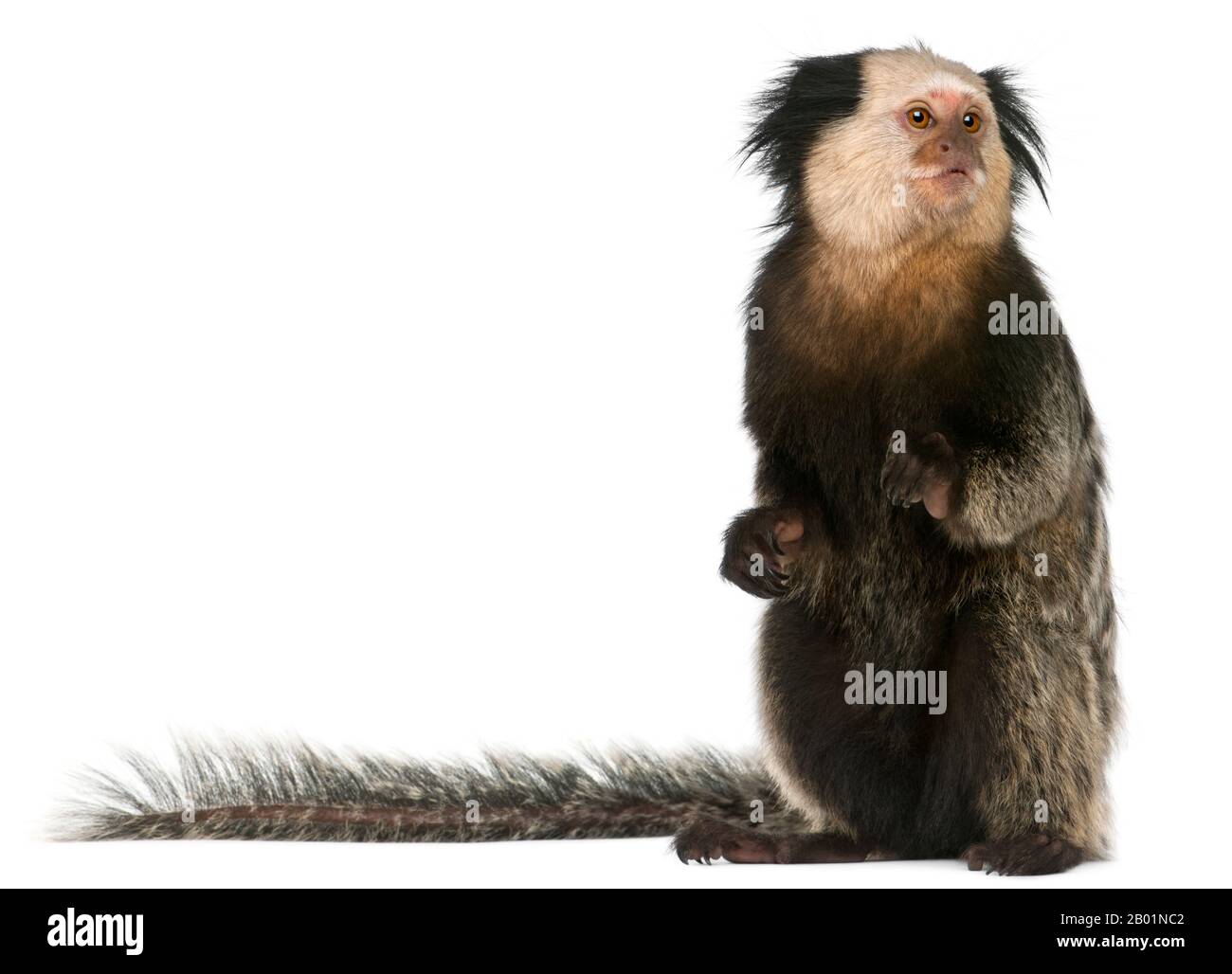 Weißköpfige Marmose, Callithrix geoffroyi, vor weißem Hintergrund sitzend Stockfoto