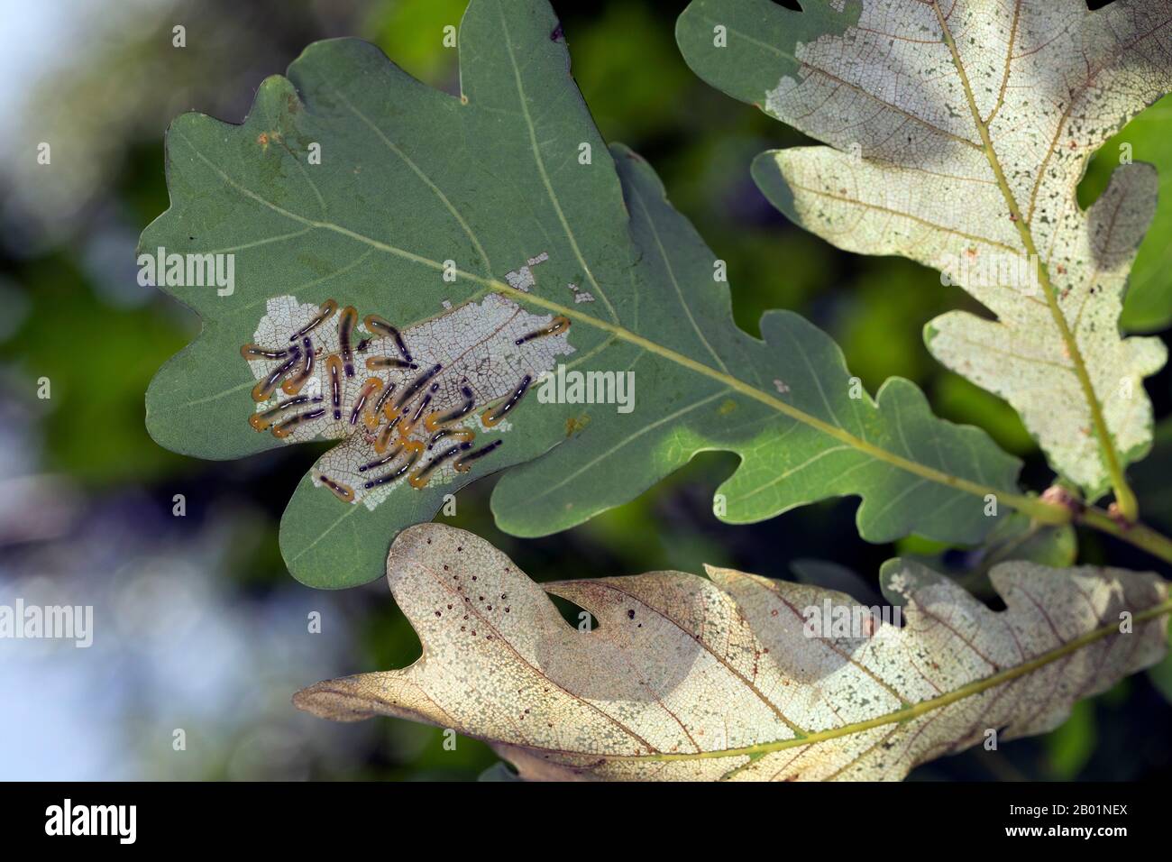 Eiche Schlagsägebagge, Eiche Schlaglöckchen (Caliroa annulipes, Eriocampoides annulipes), Larve ernähren sich von Eichenblatt, Deutschland Stockfoto
