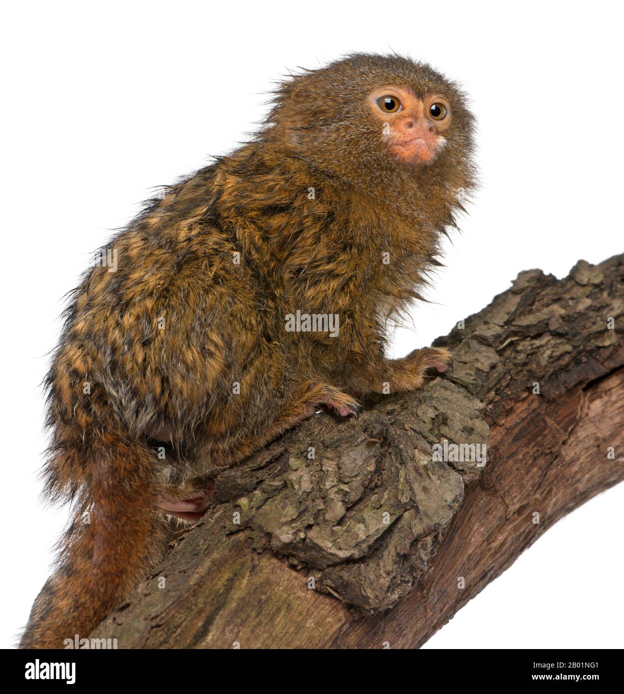 Pygmy Marmose oder Dwarf Monkey, Cebuella pygmaea, auf Log vor weißem Hintergrund Stockfoto