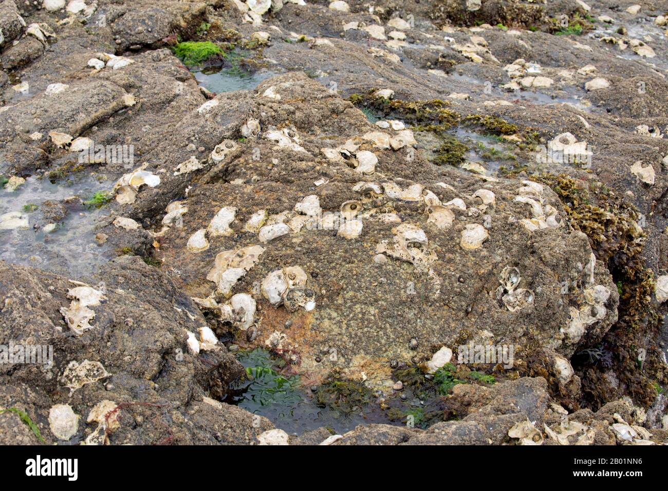 Pazifische Auster, riesige Pazifische Auster, japanische Auster (Crassostrea gigas, Crassostrea pacifica), in der Gezeitenzone, Frankreich, Pays de la Loire, Challans, Ile de Noirmoutier Stockfoto