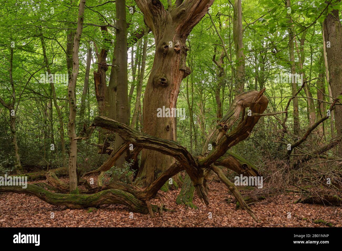 Eiche (Quercus spec.), Totholz von Eichen im Naturschutzgebiet Hasbruch, Deutschland, Bremen, beim Kennzeichen Kennzeichen Kennzeichen Hasbruch Stockfoto