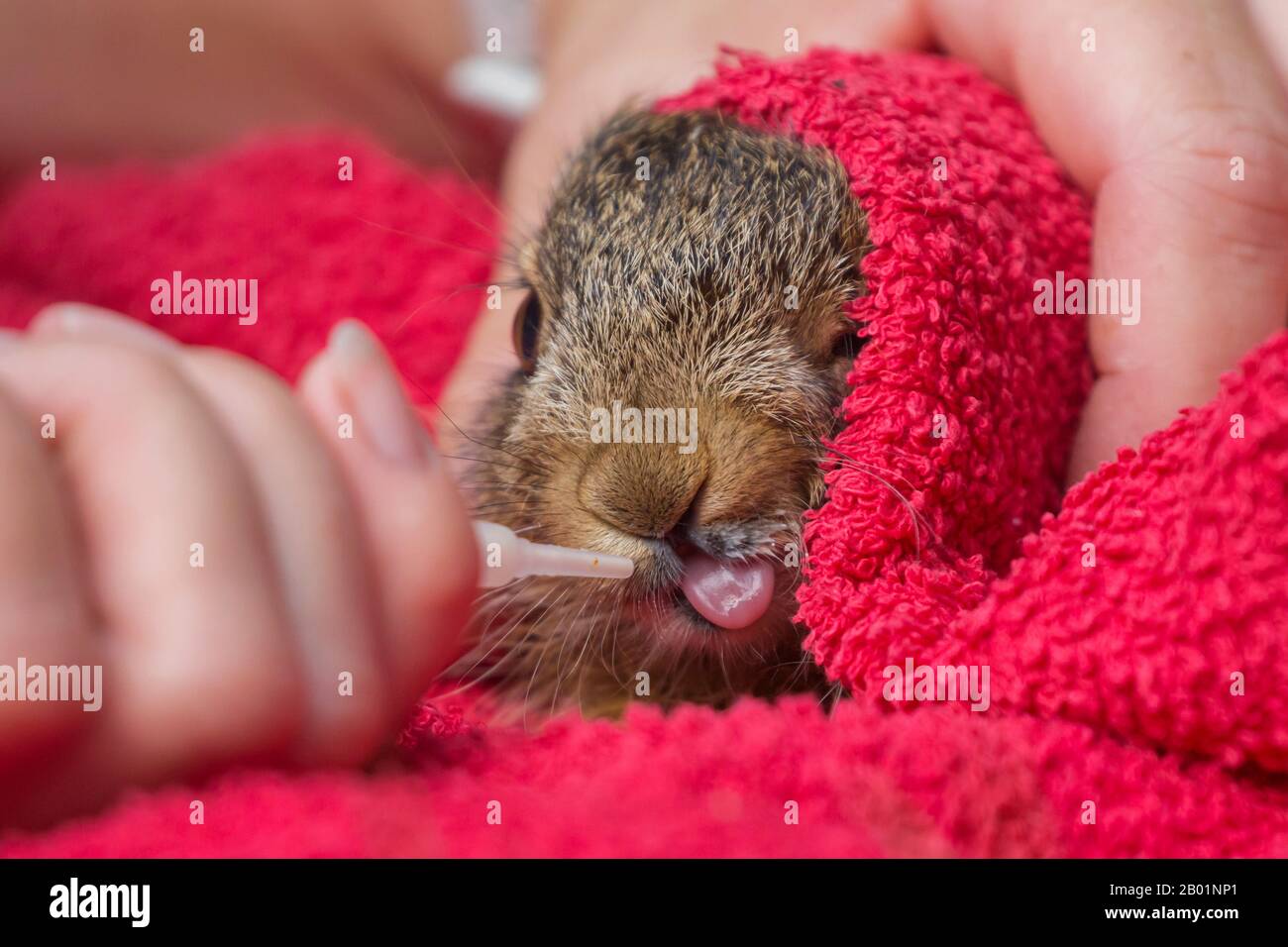 Europäischer Hase, brauner Hase (Lepus europaeus), kleiner Hase wird mit Milch aus einer Pipette gefüttert, Deutschland, Bayern, Niederbayern, Niederbayern Stockfoto