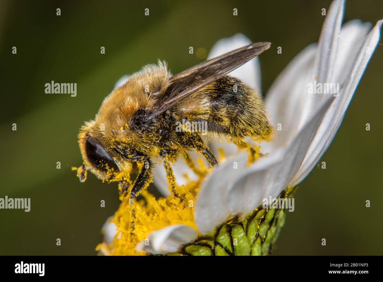 Große Narzissen fliegen, Große Glühbirne fliegen, Narzissus Glühbirne fliegen (Merodon equestris), sammeln Pollen von einem Hund Gänseblüt, Seitenansicht, Deutschland Stockfoto