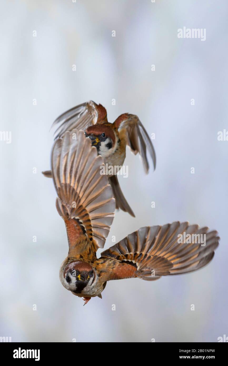 Eurasischer Baumpfeil (Passer montanus), zwei Spatzen im Flug, Deutschland Stockfoto