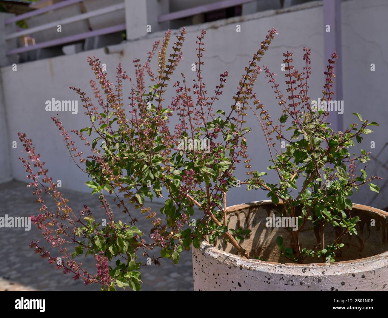 Tulsi Ocimum Sanctum Holy Basil Stockfotos und bilder Kaufen Alamy