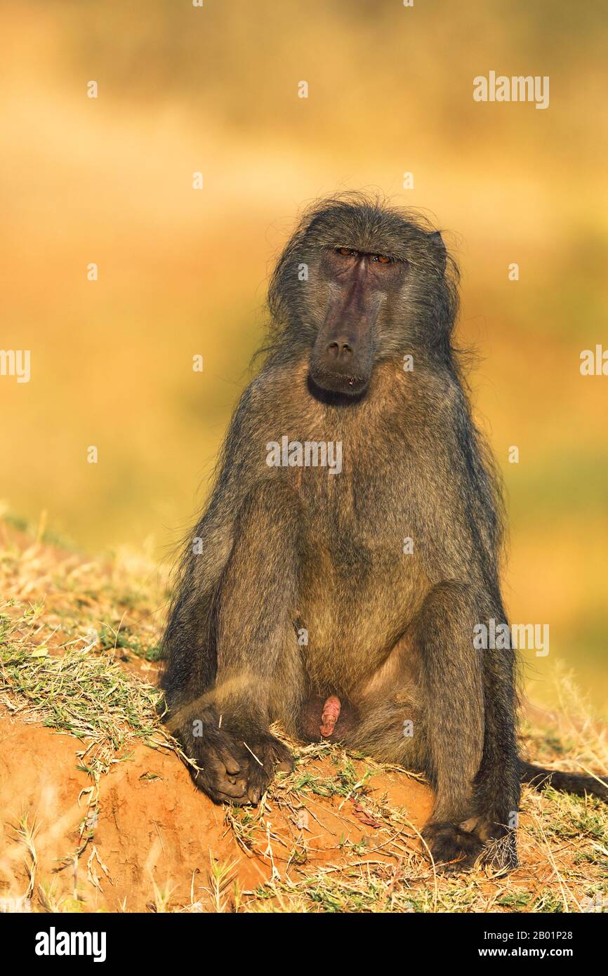 Chacma Pavian, Abius Pavian, Olive Pavian (Papio ursinus, Papio Cynocephalus ursinus), männlich sitzt in der Morgensonne, Südafrika, Mpumalanga, Kruger National Park Stockfoto