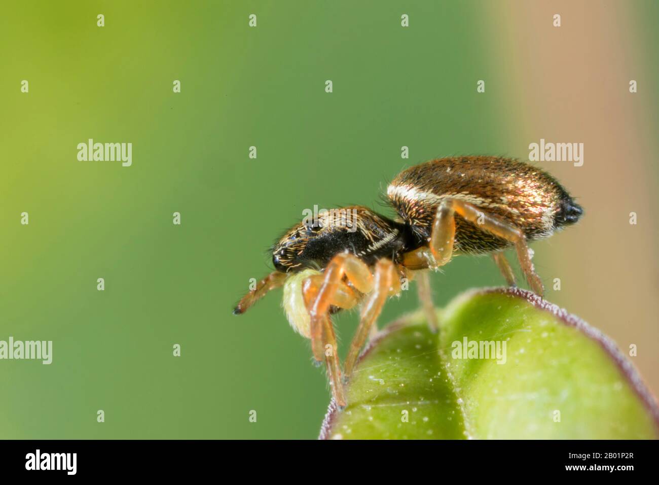 Springspinne (Heliophanus cupreus), auflauernd nach Beute, Deutschland, Bayern, Niederbayern Stockfoto