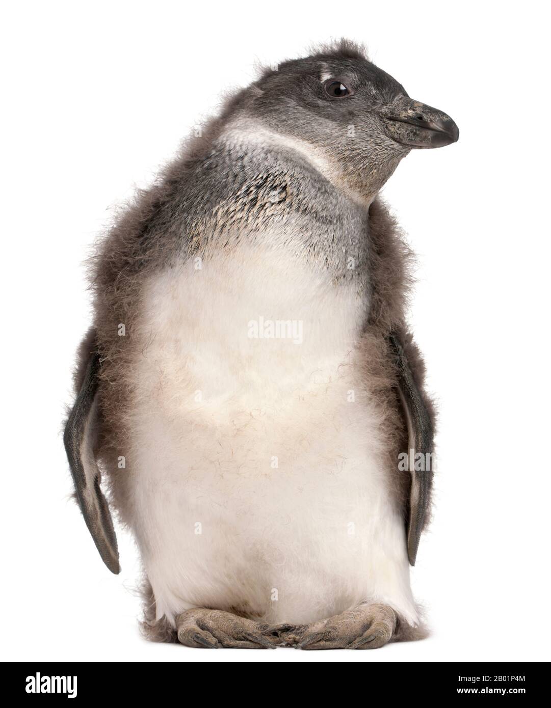 Junger afrikanischer Penguin, Spheniscus demersus, 2 Monate alt, vor weißem Hintergrund Stockfoto