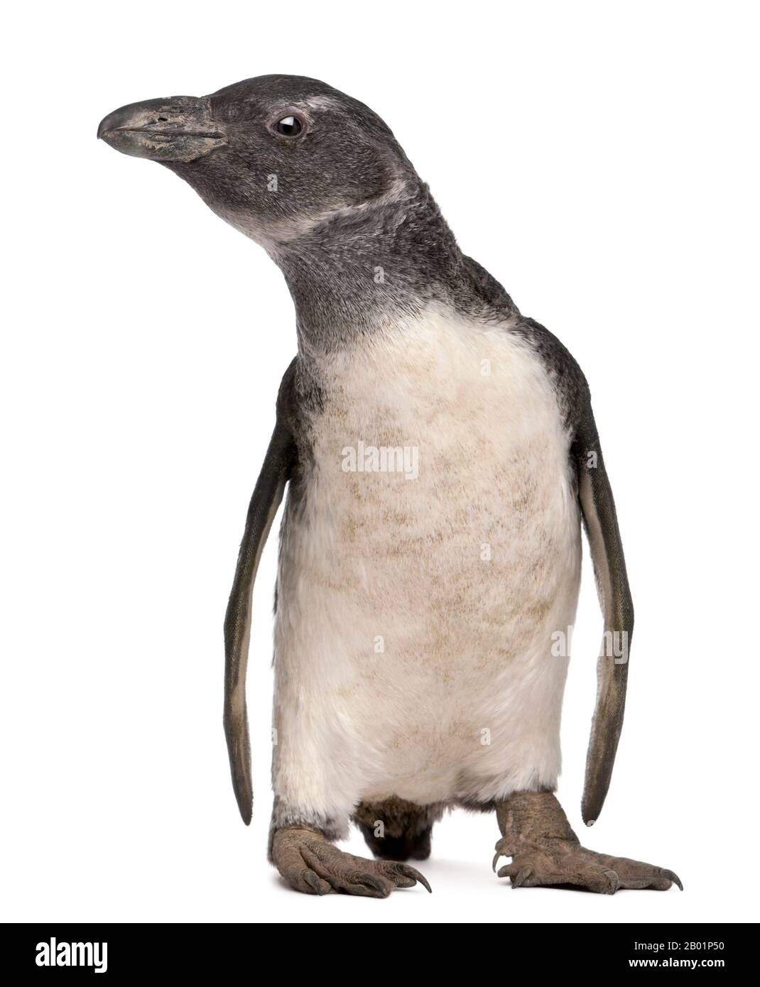 Junger afrikanischer Penguin, Spheniscus demersus, 3 Monate alt, vor weißem Hintergrund Stockfoto