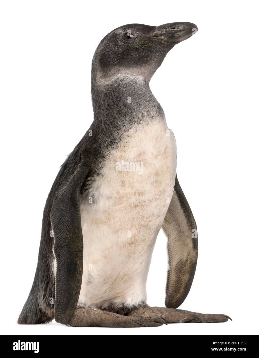 Junger afrikanischer Penguin, Spheniscus demersus, 3 Monate alt, vor weißem Hintergrund Stockfoto