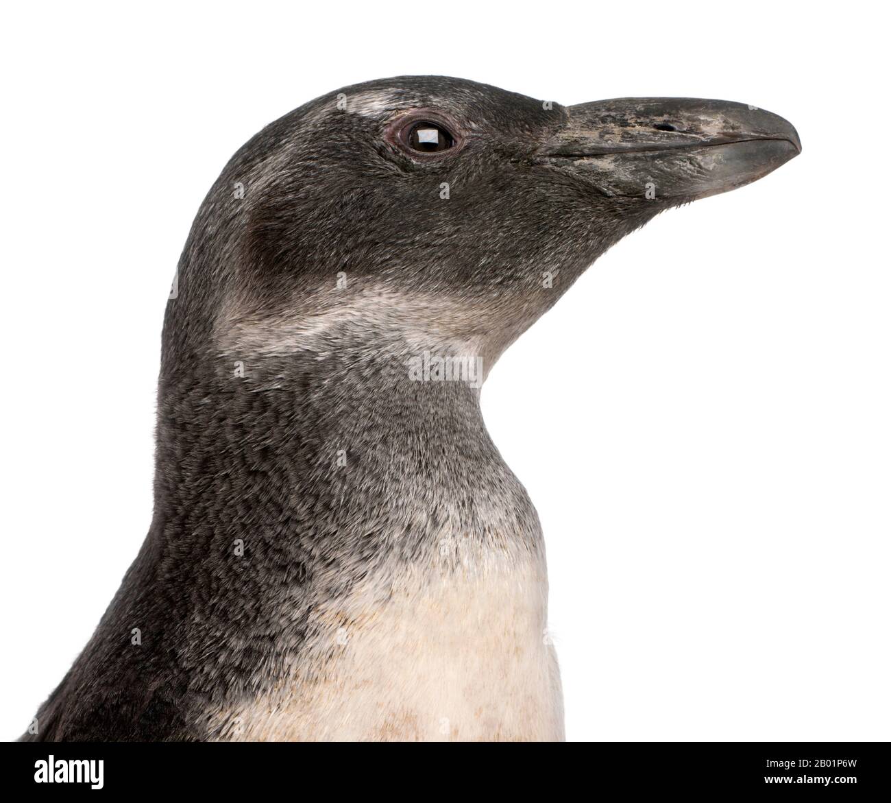 Nahaufnahme des 3 Monate alten Jungen Afrikanischen Penguin Spheniscus demersus vor weißem Hintergrund Stockfoto