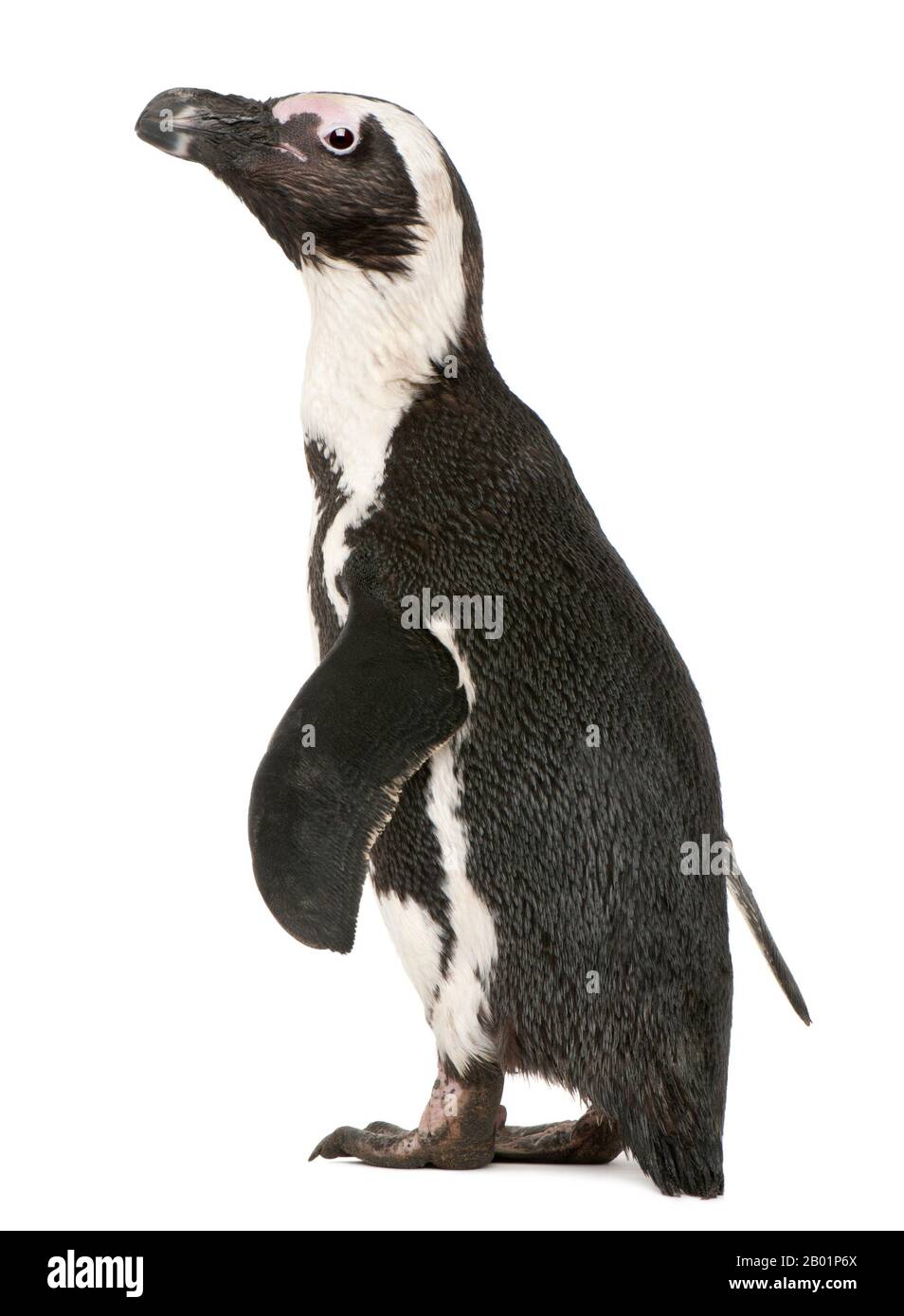 Afrikanischer Penguin, Spheniscus Demersus, 10 Jahre alt, vor weißem Hintergrund Stockfoto