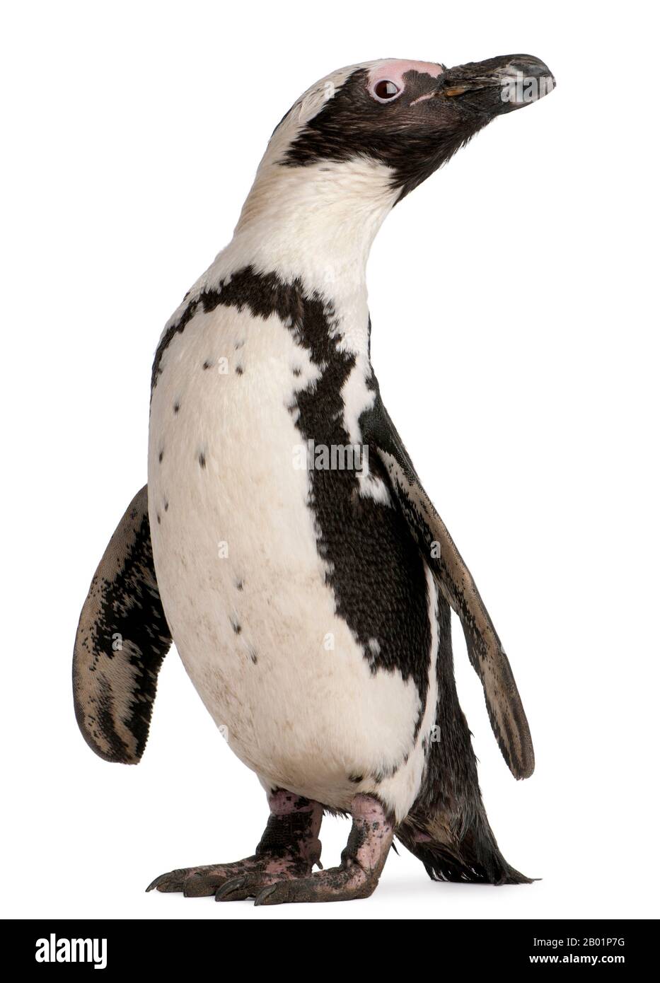 Afrikanischer Penguin, Spheniscus Demersus, 10 Jahre alt, vor weißem Hintergrund Stockfoto