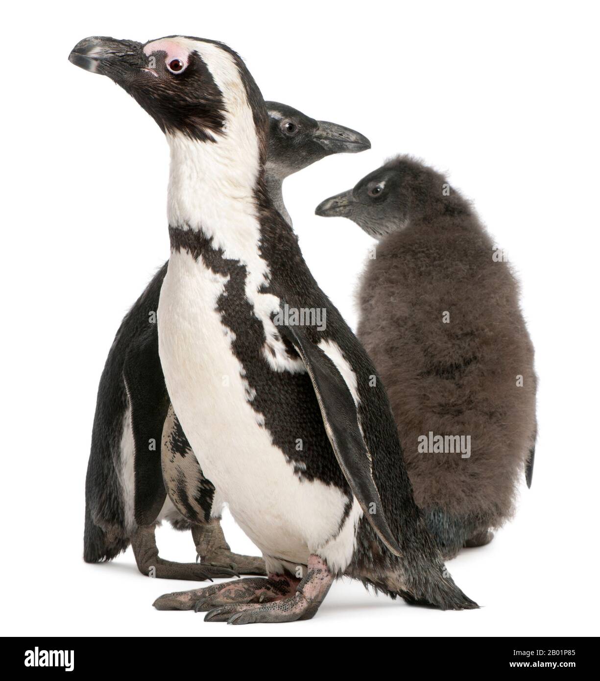 Afrikanische Pinguine, Spheniscus demersus, vor weißem Hintergrund Stockfoto