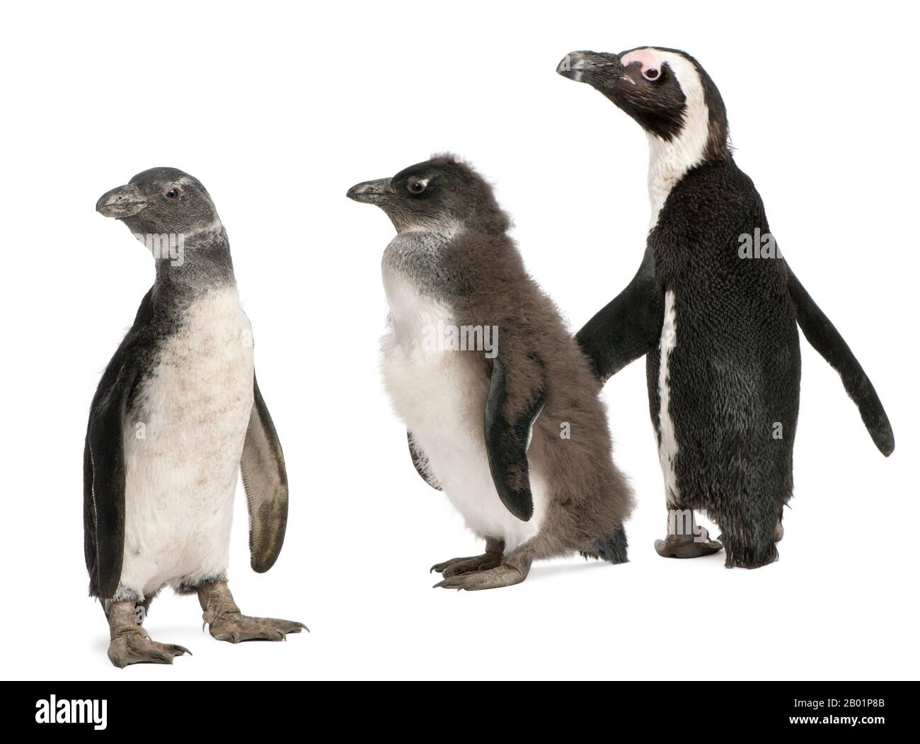 Afrikanische Pinguine, Spheniscus demersus, vor weißem Hintergrund Stockfoto