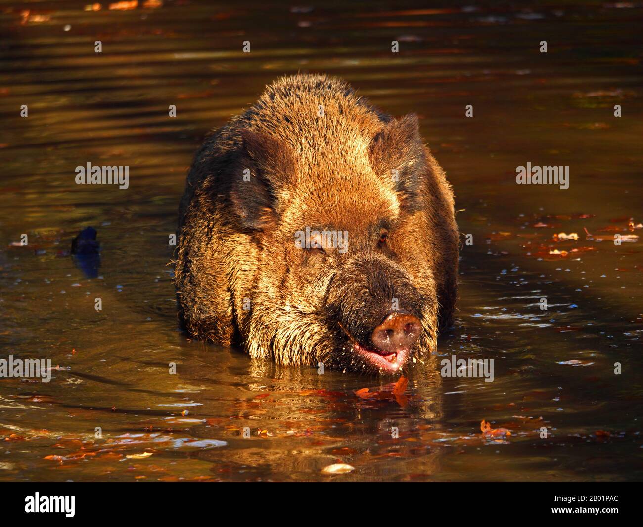 Wildschwein, Schwein, Wildschwein (Sus scrofa), tusker steht in Wasser, Deutschland, Sachsen Stockfoto