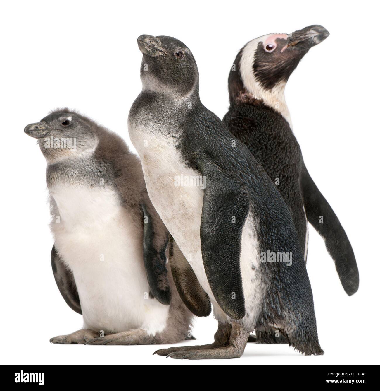 Afrikanische Pinguine, Spheniscus demersus, vor weißem Hintergrund Stockfoto