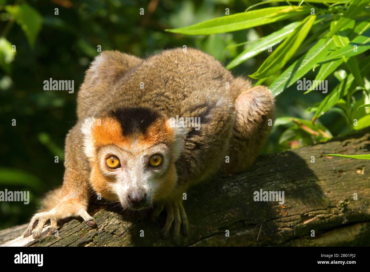 Bekrönter Lemur (Lemur coronatus, Petterus coronatus, Eulemur coronatus), der auf einem Zweig hudelt, auf Madagaskar Stockfoto