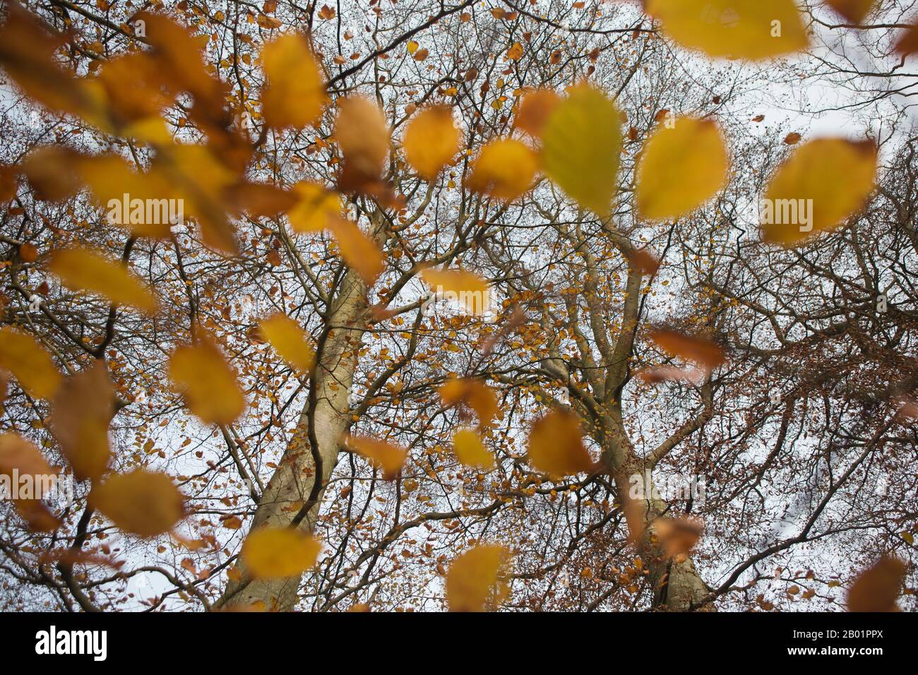 Ansicht von Buchenblättern im Herbst, Kinaldy, St Andrews, Fife, Schottland. Stockfoto