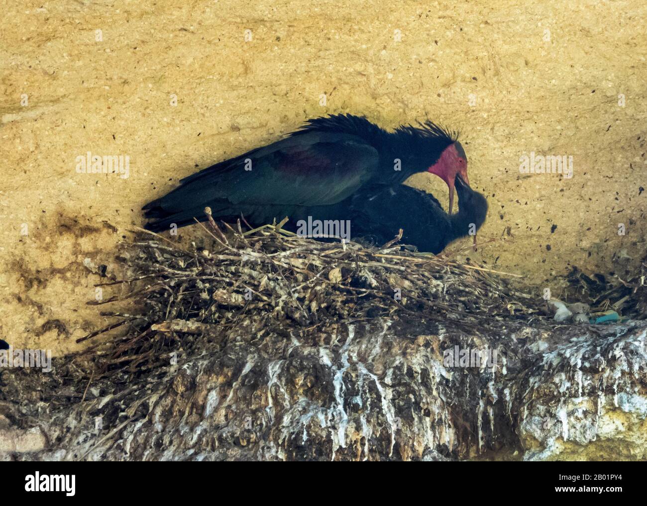 Einsiedler Ibis, Northern Bald Ibis (Geronticus eremita), der einen Jungvogel im Nest füttert, Spanien, Cadiz, Vejer de la Frontera Stockfoto