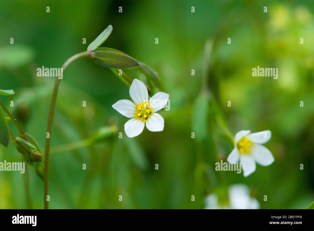 Fee Flachs, Bergflachs (Linum catharcum), Blooming, Deutschland Stockfoto